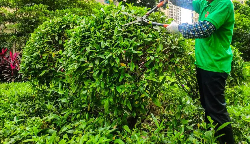 办公楼园林景观设计植物