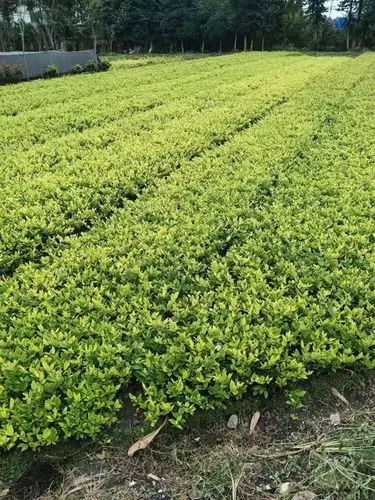 吉祥园林绿化工程